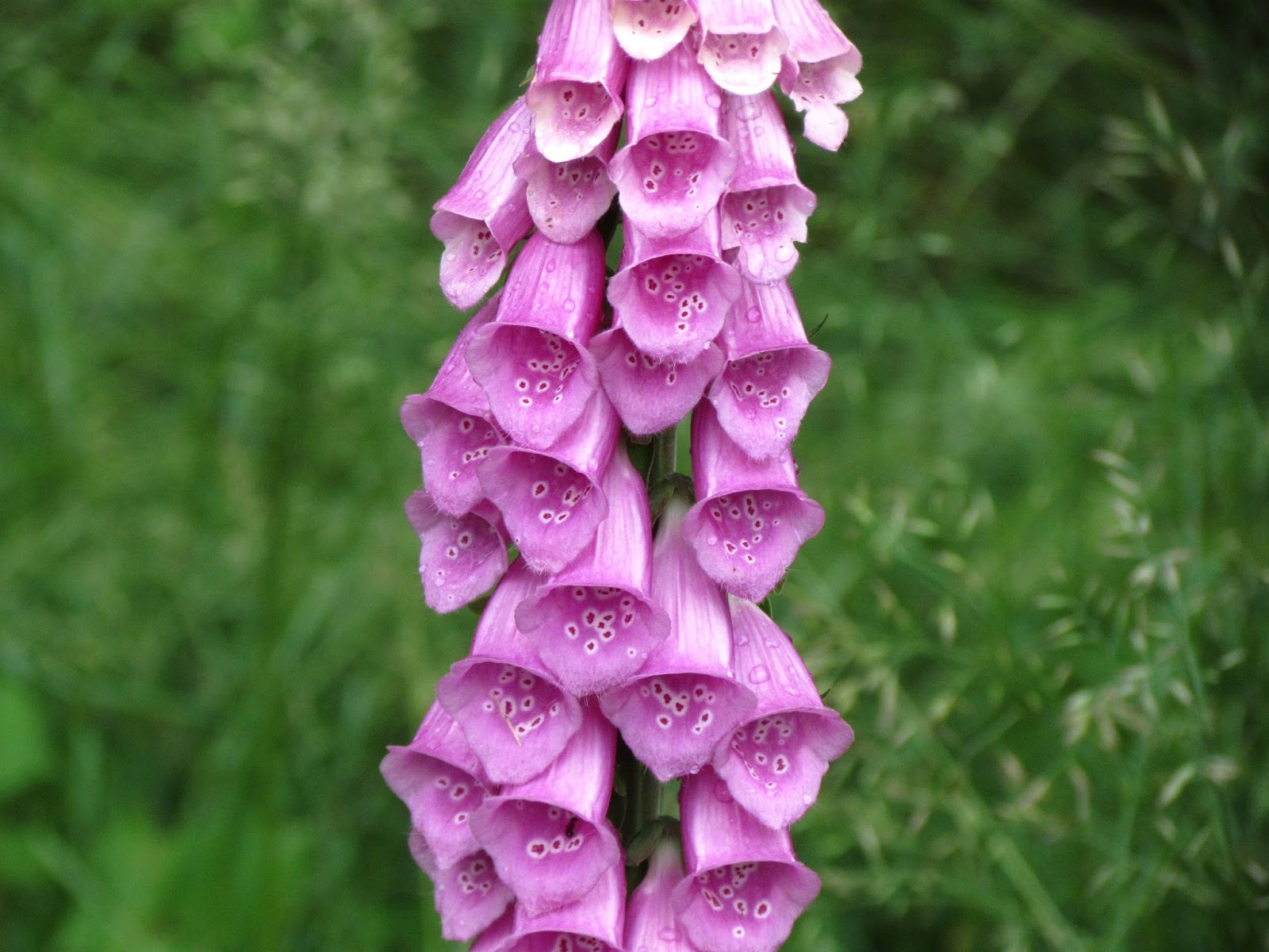 Scene Through My Eyes Foxgloves