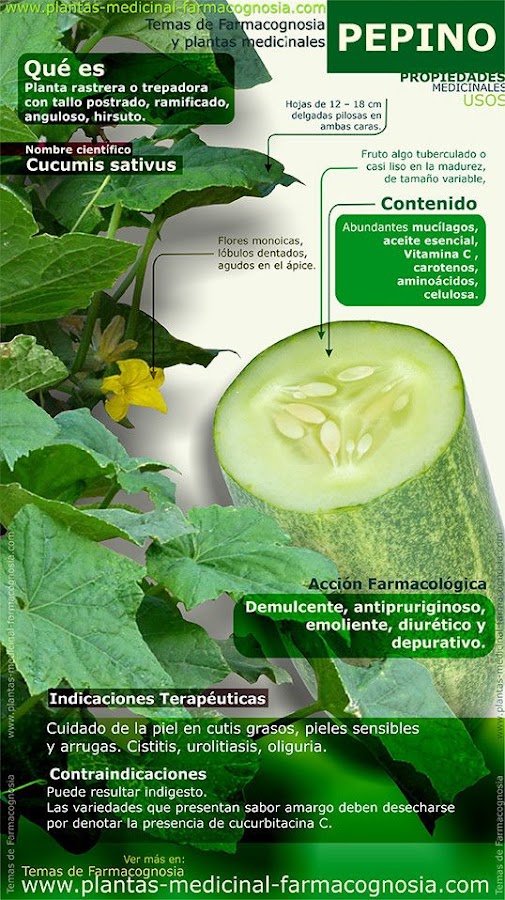PEPINO Y BENEFICIOS