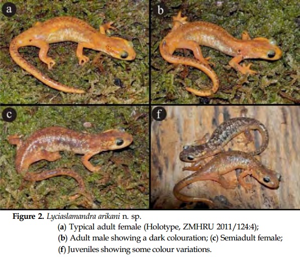 Species New to Science [Herpetology • 2012] Lyciasalamandra arikani