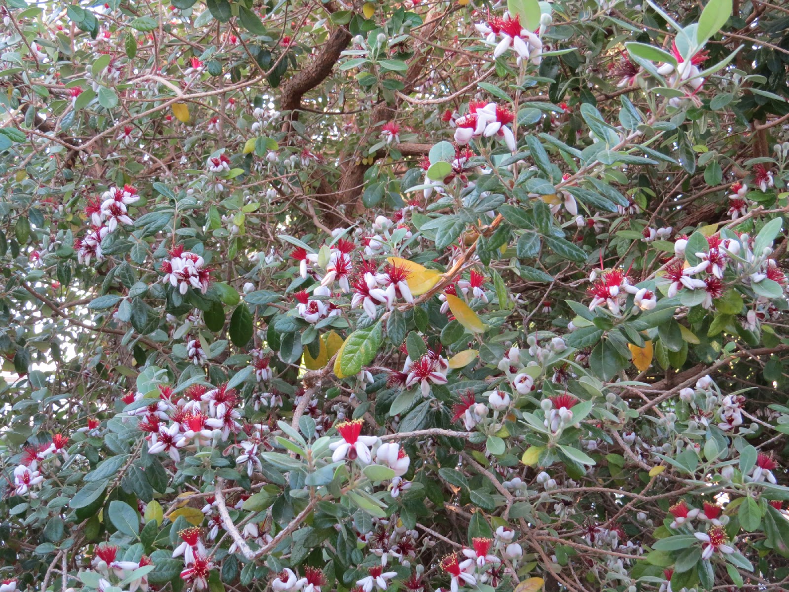 Edible Herbs, Flowers & Other Edibles Grow Your Own Dinner! Wild Weather Express Coming on