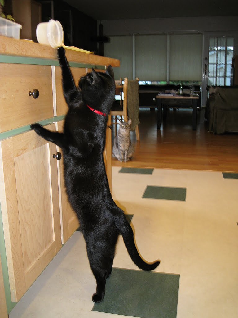 FELINES ARE WONDERFUL Tall Cat Is Tall