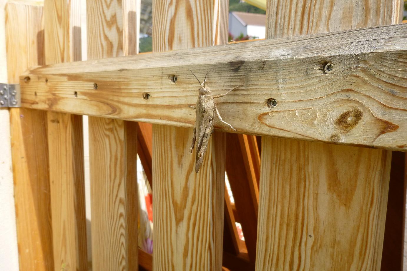 Websigrid Migranten Im Garten Heuschrecken