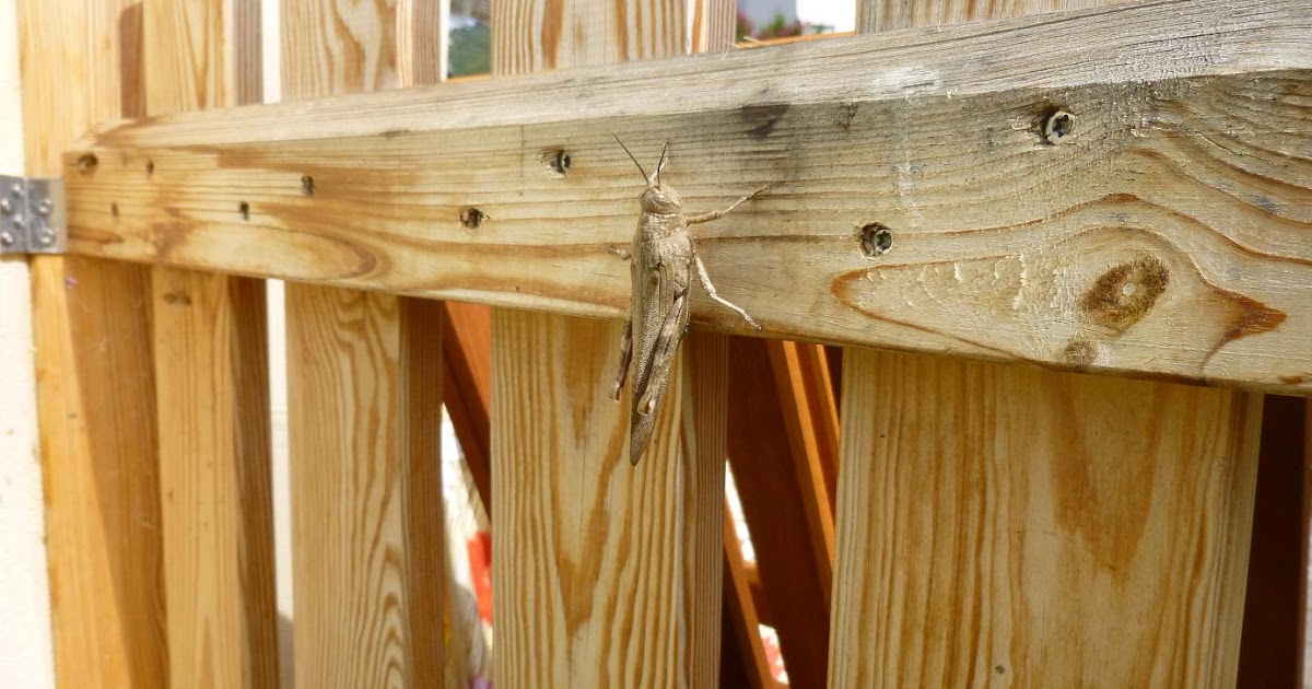 websigrid Migranten im Garten Heuschrecken