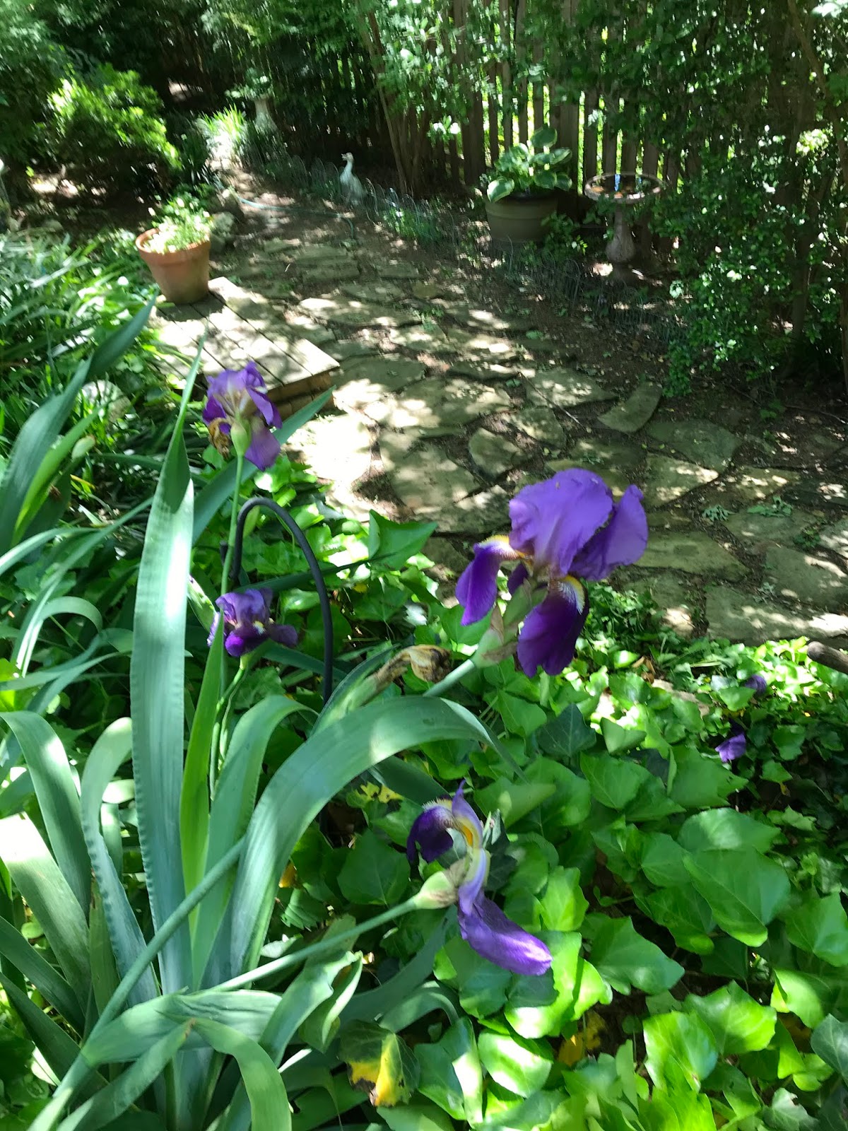 Mcentegart S Rv Escapades Oak Leaf Hydrangea Osmanthus Allen