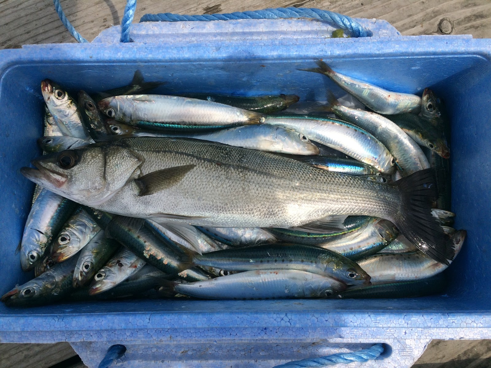 斎藤渡船 釣果情報 セイゴ釣りました