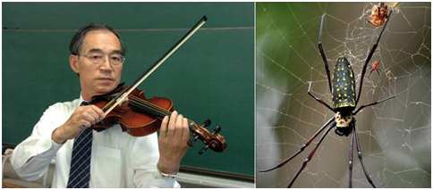 Professor Shigeyoshi Osaki e aranha Nephila Maculata Shigeyoshi Osaki e aranha Nephila Maculata - Como são feitas as cordas