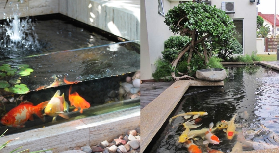 Desain Kolam Ikan Hias Cara Budidaya Ikan Desain Kolam Ikan Hias Cara Budidaya Ikan