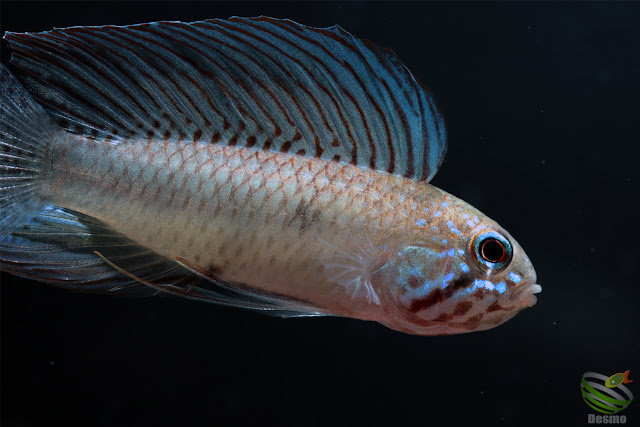 Apistogramma lineata