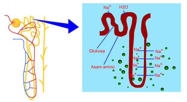 Proses Dan Faktor Yang Memengaruhi Pembentukan Urin - Belajar Ujian SD