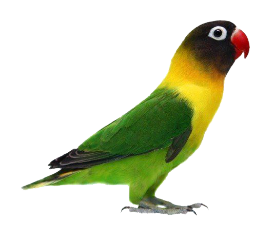  Gambar PNG Gambar Burung Love Bird