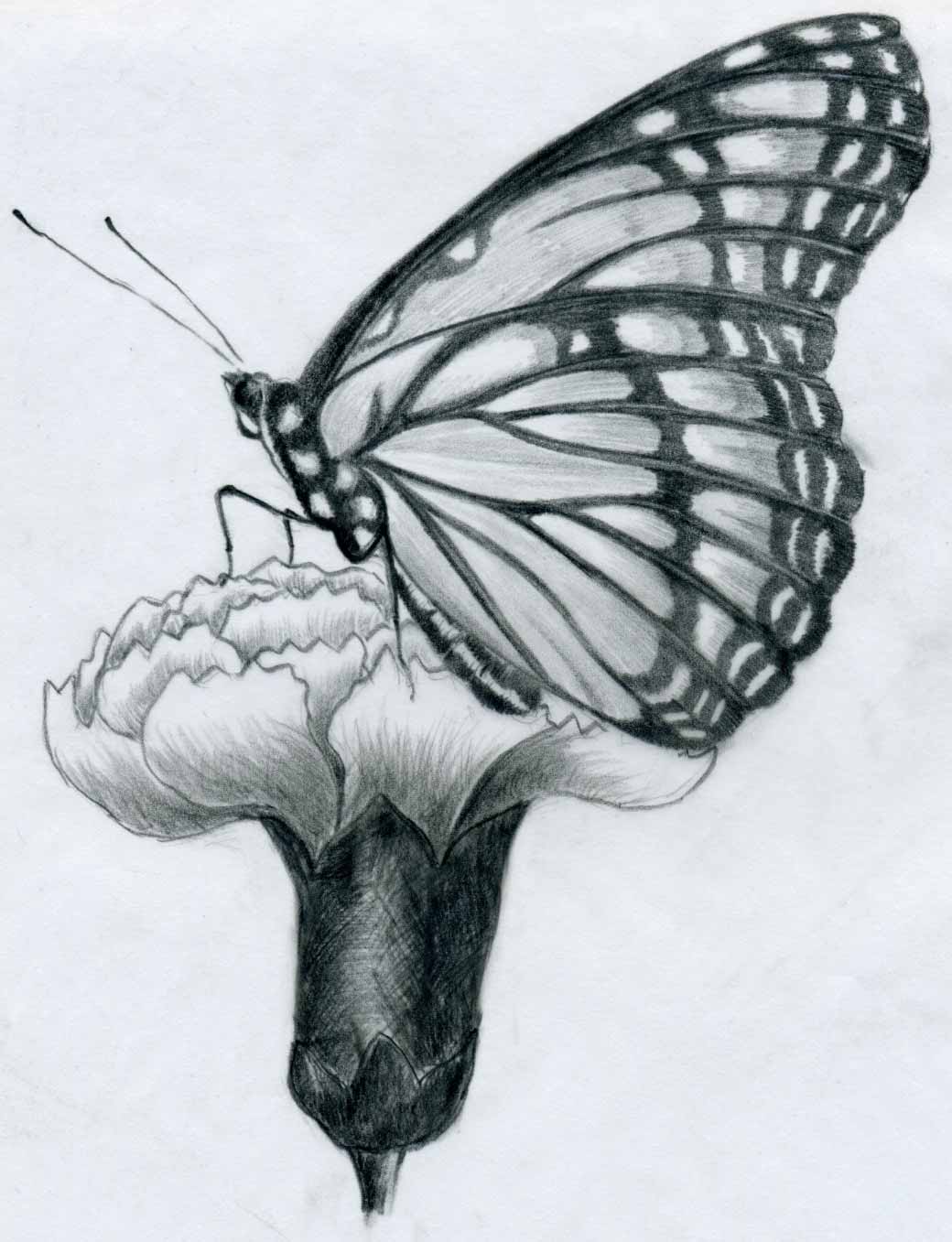 مدونة أرسم بالرصاص : أرسم بالرصاص: فراشة جميلة خطوة بخطوة Butterfly Pencil  Drawing