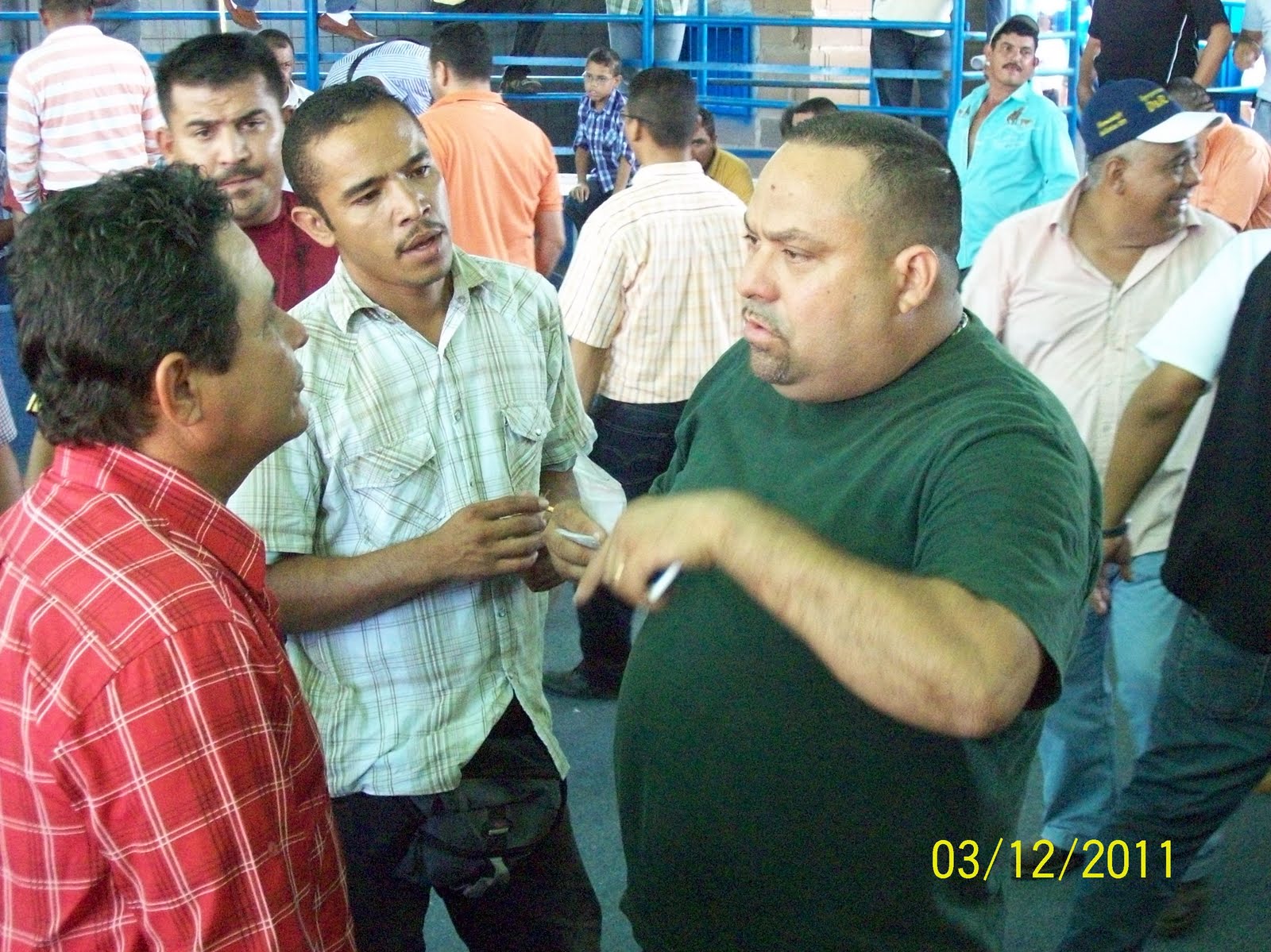 Gallos 