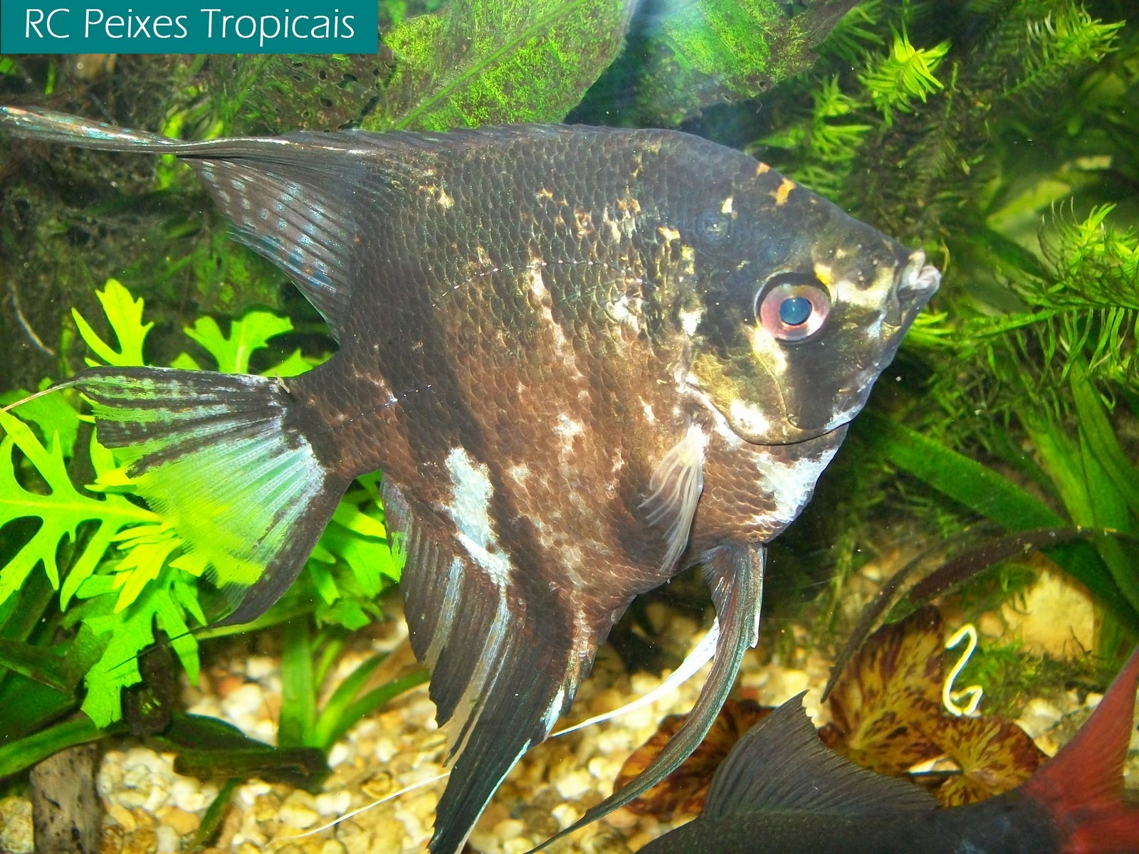 R&C Peixes Tropicais: Acará Bandeira