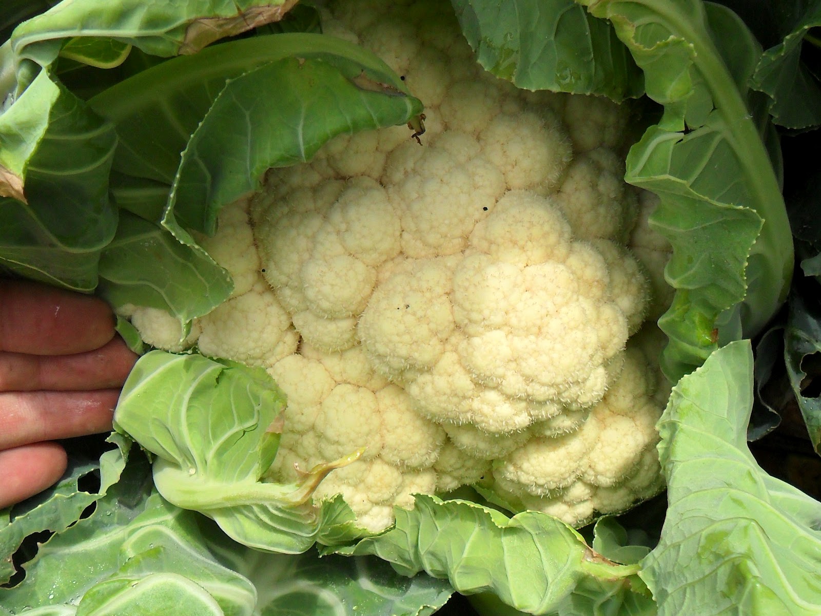 Капуста в огороде. Капуста цветная овиндоли. Созревшая капуста. Белокочанная и цветная капуста. Капуста цветная жемчужина.