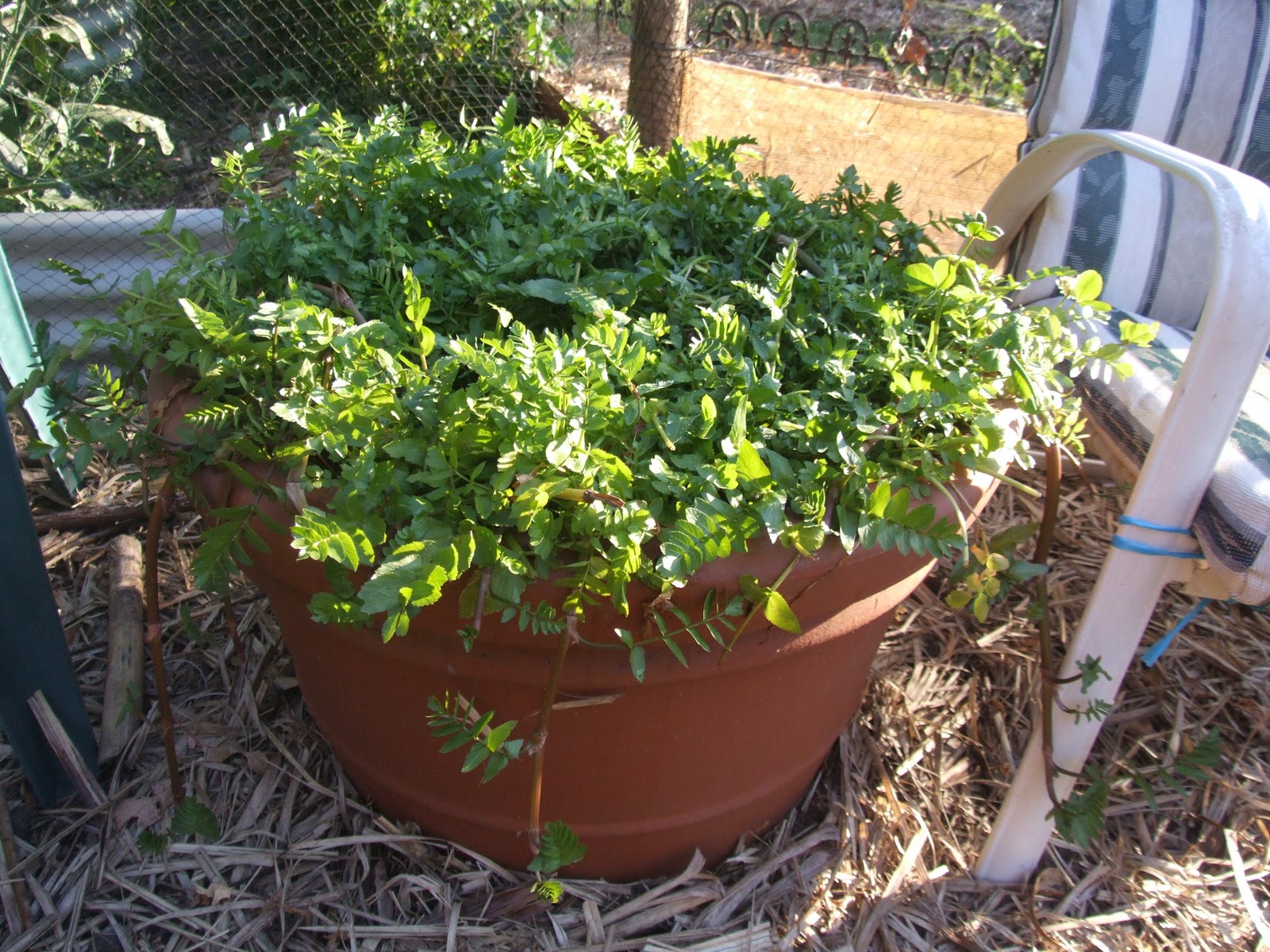 Witches Garden Lebanese Cress Apium nodiflorum