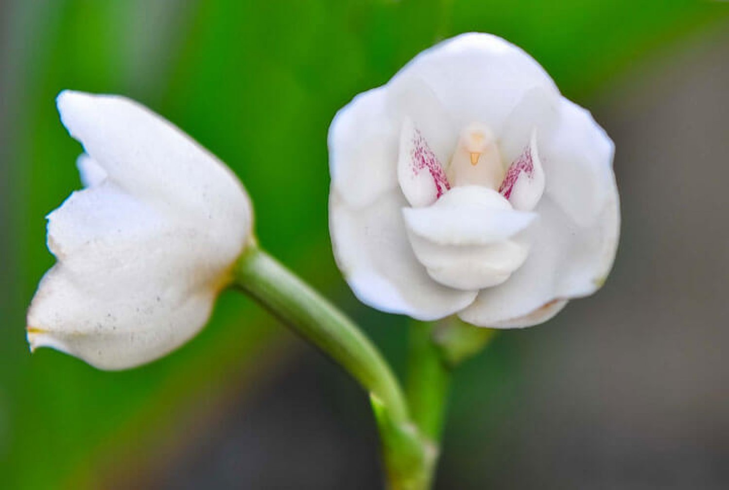 Ком цветы похожие на. Перистерия Орхидея. Орхидея голубь peristeria elata. Орхидея "Святой дух" (peristeria elata). Peristeria elata (Голубиная Орхидея).