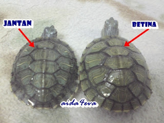 Perbezaan saiz; kura-kura betina biasanya lebih besar dari jantan.
