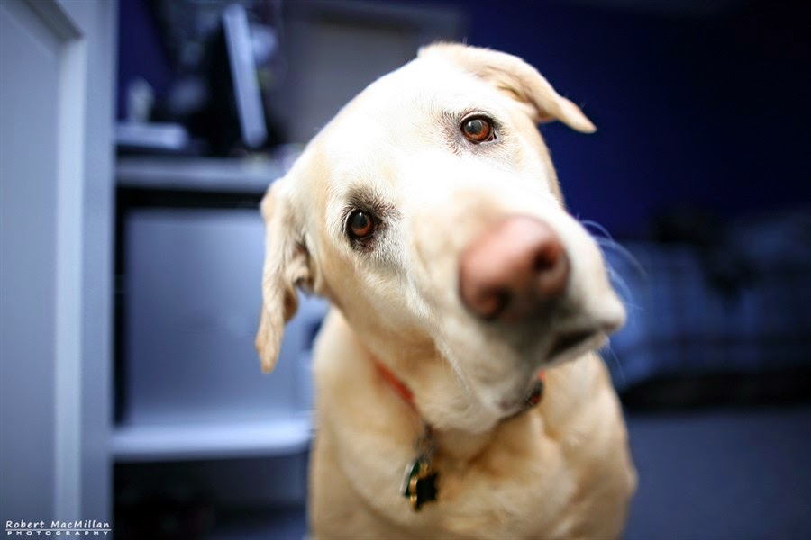 24 Cutest Pictures of Head Tilts of Dogs StuffMakesMeHappy