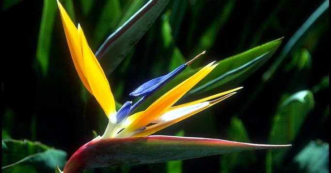 Canada Floral Delivery Blog: Fun Facts About Birds Of Paradise