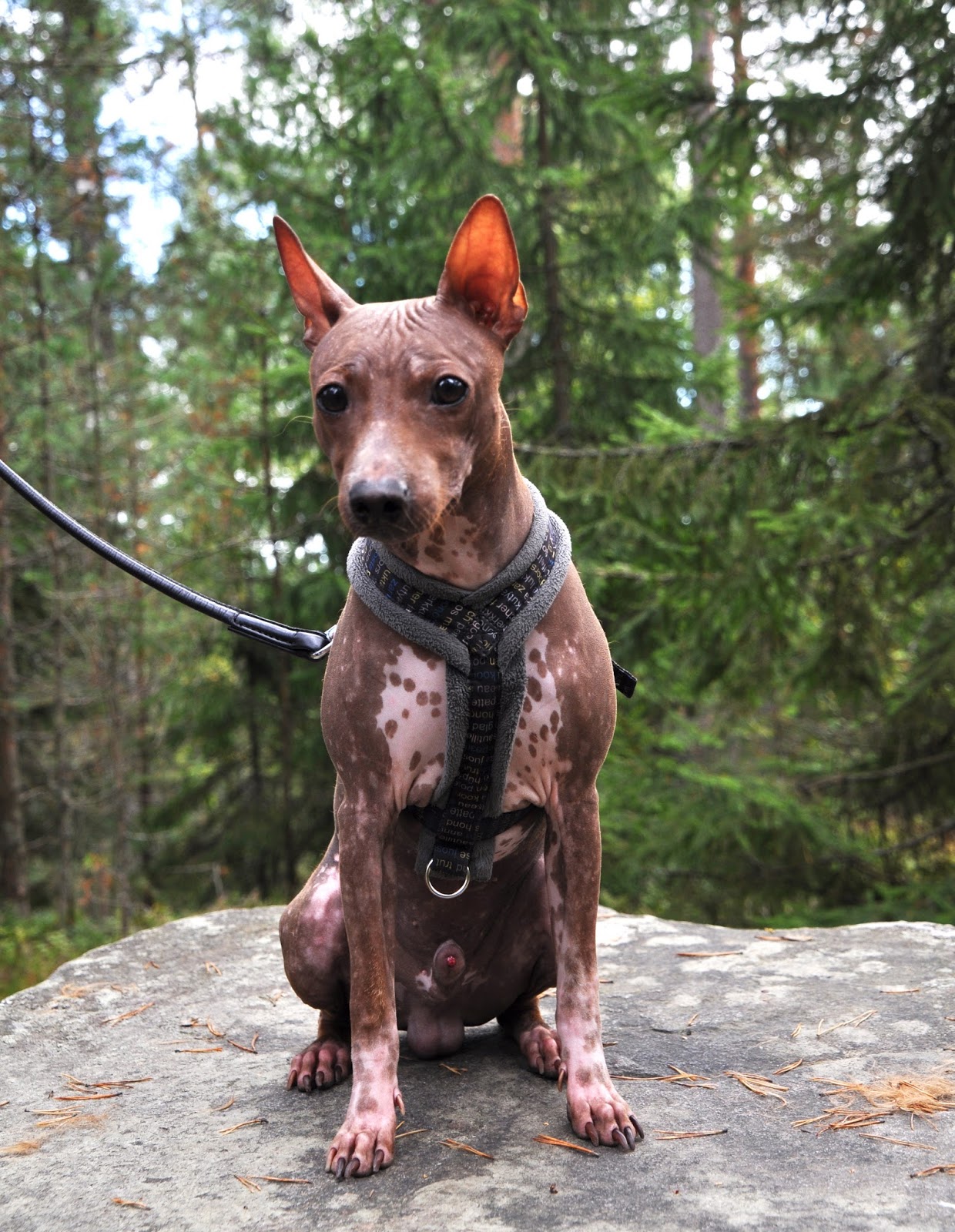 Kuulokoira Midas: Midas 3-vuotias / Midas 3 Years Old