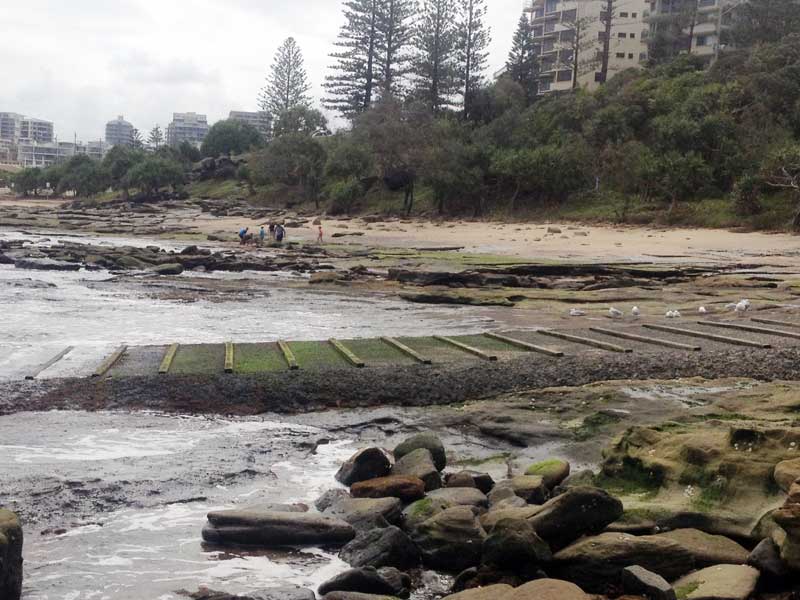 Nudibranch Central Species List Caloundra Kings Beach boat ramp