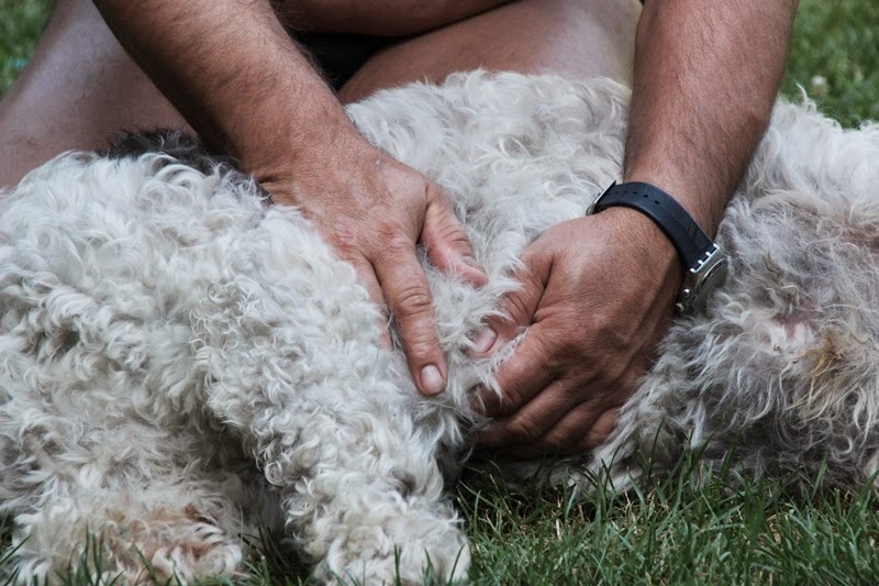 Peziperli Massage gefällig? Oder wie man einen Hund zum Grinsen