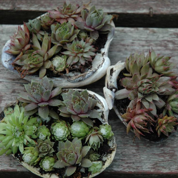 6 sorts of indoor gardening containers to replace plastic pots