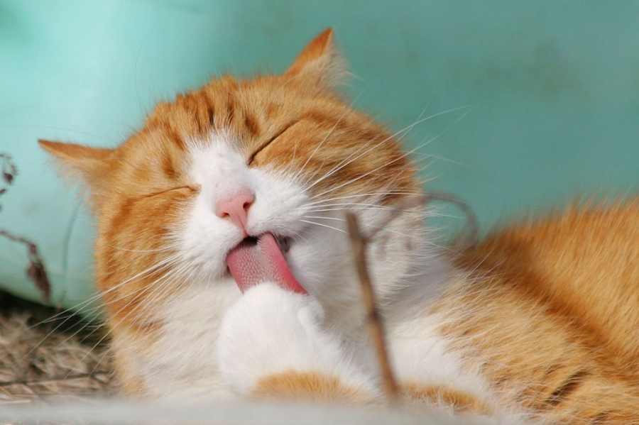 Urinary Tract Disruption in Cats Urinary Tract Disruption in Cats