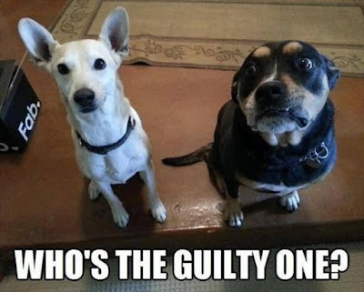 Guilty Dogs