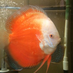 Discus Red And White