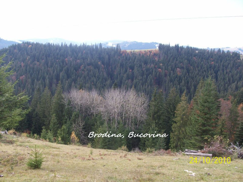 Satul Brodina,Suceava