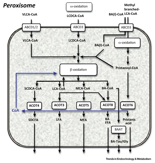 Actualités Scientifiques Médicales
