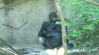 Kwashi Silverback Gorilla Cincinnnati Zoo and Botanical Garden