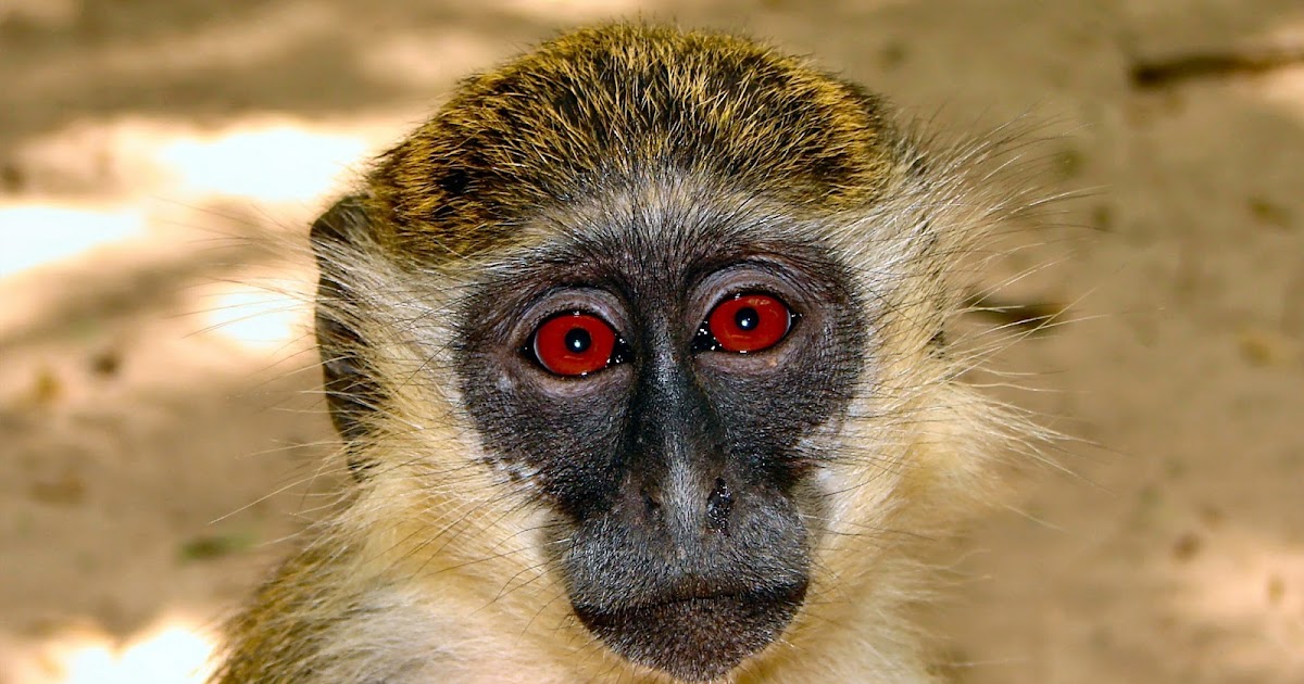 19+ Populer Gambar Alam Benda Disebut Juga Dengan Gambar