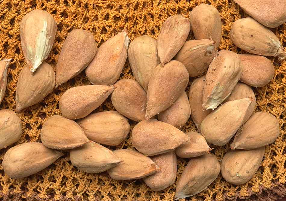 edible culture Bunya Pine Nuts How to Prepare for Cooking