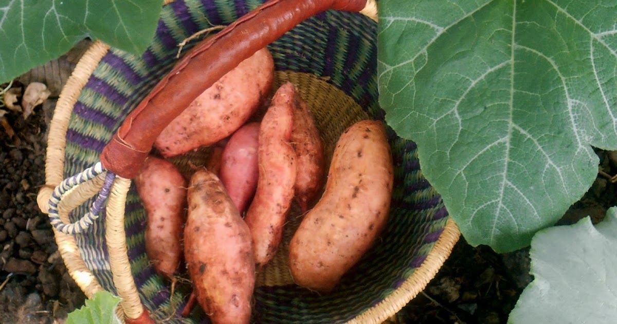 A Kitchen Garden in Kihei Maui Growing Sweet Potatoes