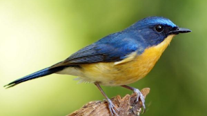 Download Suara Burung Tledekan Pikat Mp3 Full isian