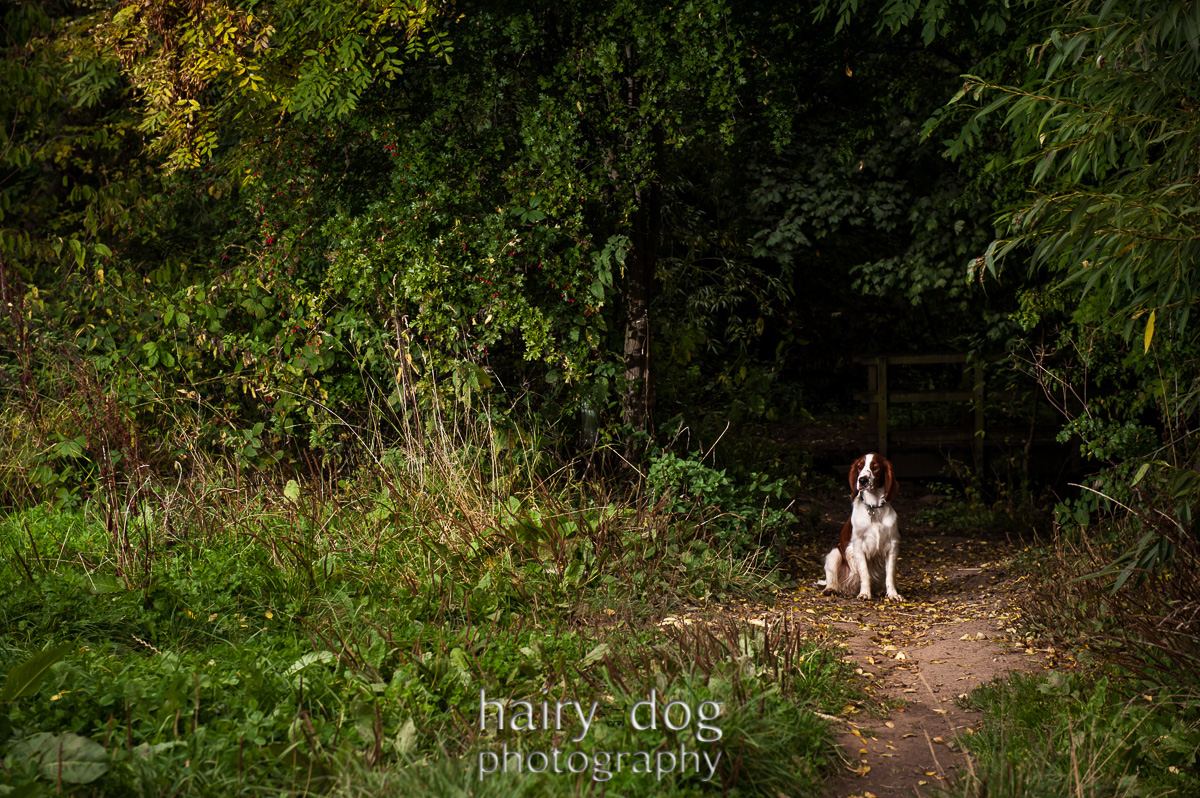 Dog Taken In Herrington Park Dog Taken In Herrington Park