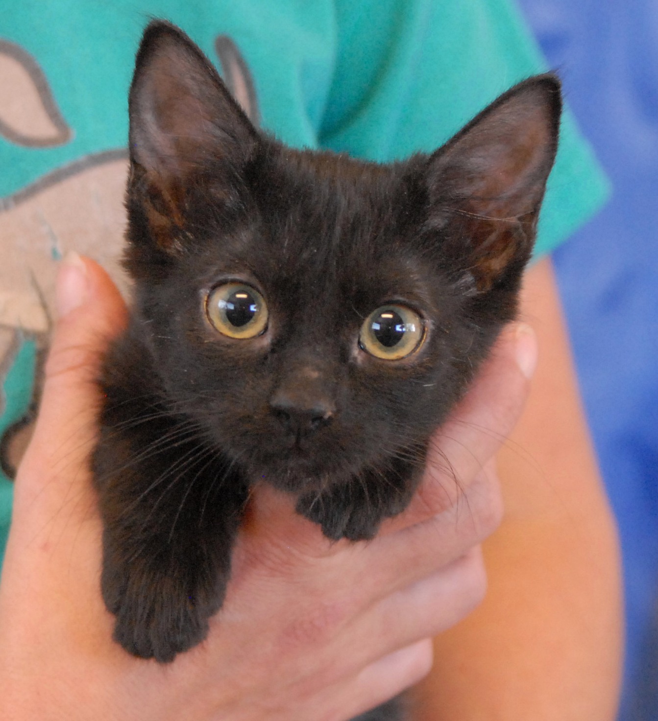 The Acrobat Kittens are now ready for adoption into loving homes.