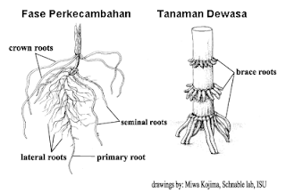 Morfologi Tanaman Jagung - Dinasti Gudang Ceurana