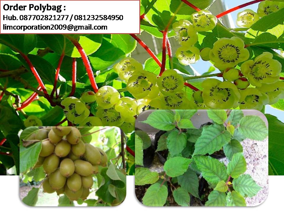 Berburu Berry Segar: Panduan Lengkap Jual Buah Berry Online