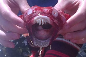 monstro encontros no paraguai monstro encontros no paraguai