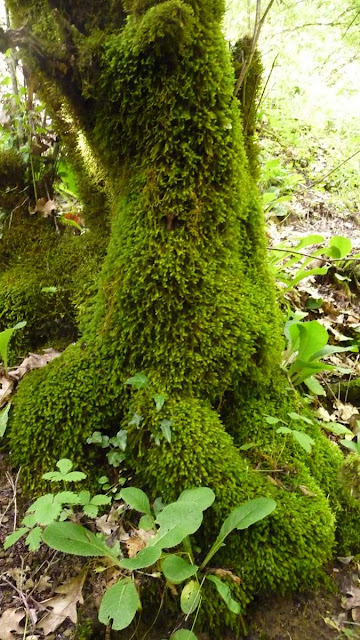r o b i n 's y a r d: Mosses (III)