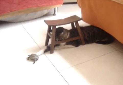 Video : カメとネコ