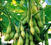 Manfaat serta Jenis Bahan Pangan Kacang - Kacangan Manfaat serta Jenis Bahan Pangan Kacang - Kacangan