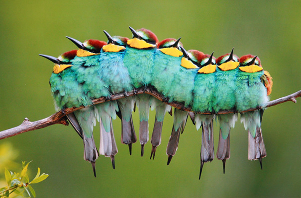 European Bee-eaters on a branch