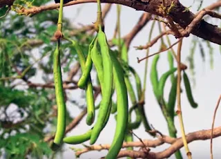The African locust bean tree, honey bean tree or the Dawadawa tree is a multipurpose tree used widely in Africa for medicine, food, trade and pest control.