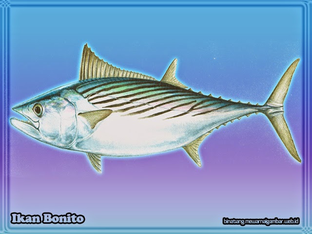 gambar ikan bonito