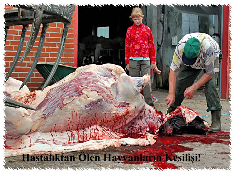 Hastalıklı Hayvan Etleri Piyasada