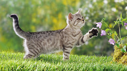 kitten kittens wallpapers achtergronden een gestreept grijs desktop jonge achtergrond